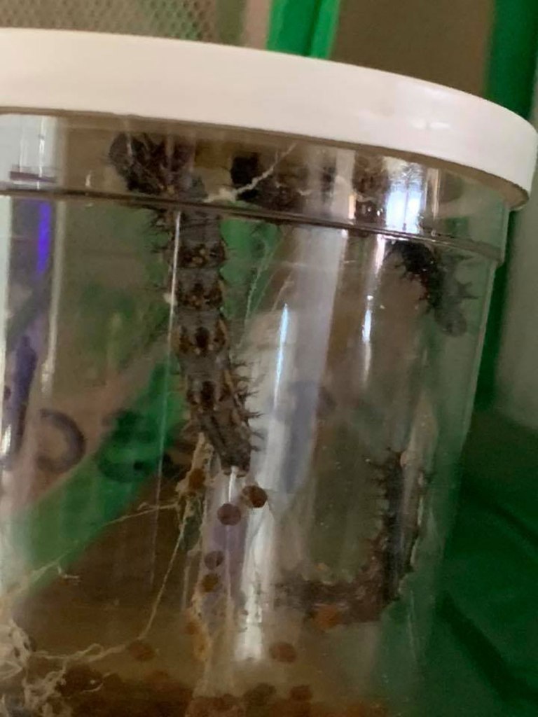 New beginnings on the horizon: Chantel still communicates with her families to show them the progress of the caterpillars, their chrysalis, and their upcoming transformation...along with her own.