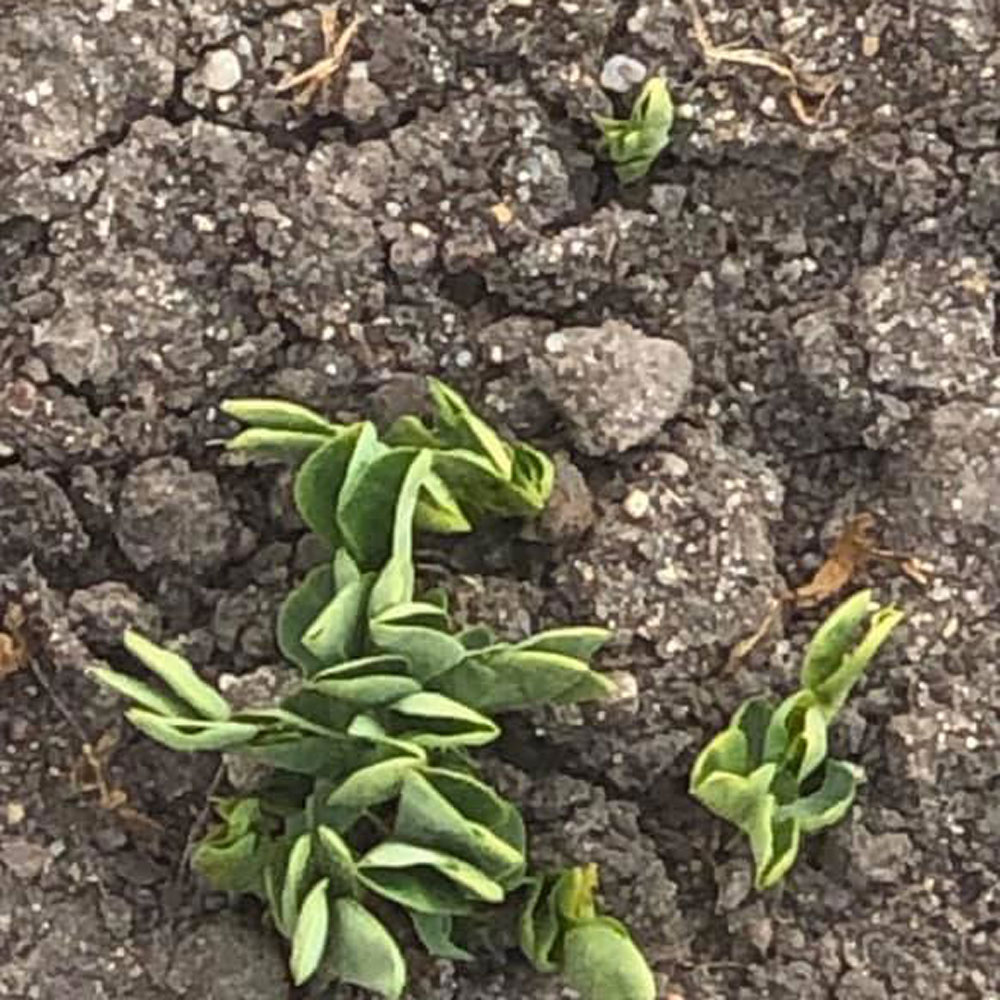 A child's early years are rife with opportunity; given the right ones, they can thrive.